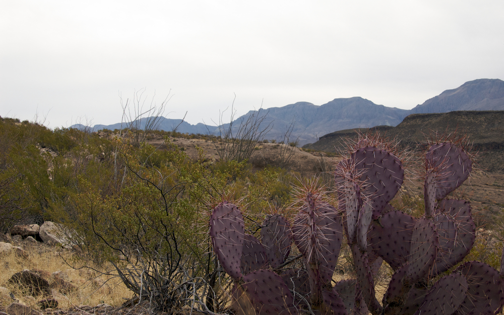 West Texas #2